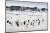 Chinstrap Penguins, Deception Island, Antarctica-Paul Souders-Mounted Photographic Print