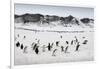 Chinstrap Penguins, Deception Island, Antarctica-Paul Souders-Framed Photographic Print