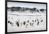 Chinstrap Penguins, Deception Island, Antarctica-Paul Souders-Framed Photographic Print