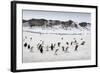 Chinstrap Penguins, Deception Island, Antarctica-Paul Souders-Framed Photographic Print