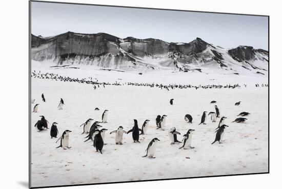 Chinstrap Penguins, Deception Island, Antarctica-Paul Souders-Mounted Photographic Print