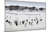 Chinstrap Penguins, Deception Island, Antarctica-Paul Souders-Mounted Photographic Print