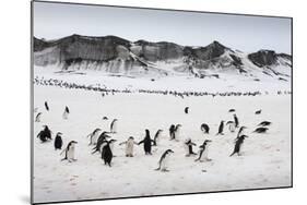 Chinstrap Penguins, Deception Island, Antarctica-Paul Souders-Mounted Photographic Print