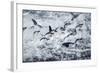 Chinstrap Penguins, Deception Island, Antarctica-Paul Souders-Framed Photographic Print