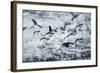 Chinstrap Penguins, Deception Island, Antarctica-Paul Souders-Framed Photographic Print