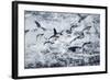 Chinstrap Penguins, Deception Island, Antarctica-Paul Souders-Framed Photographic Print