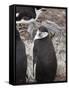Chinstrap Penguins, Hannah Point, Livingstone Island, South Shetland Islands, Polar Regions-Robert Harding-Framed Stretched Canvas