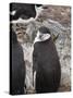 Chinstrap Penguins, Hannah Point, Livingstone Island, South Shetland Islands, Polar Regions-Robert Harding-Stretched Canvas