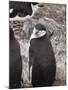 Chinstrap Penguins, Hannah Point, Livingstone Island, South Shetland Islands, Polar Regions-Robert Harding-Mounted Photographic Print