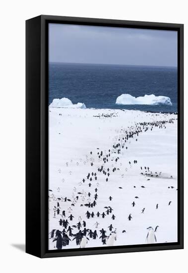 Chinstrap Penguins in Snow, Deception Island, Antarctica-Paul Souders-Framed Stretched Canvas