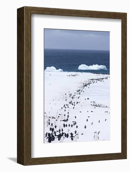 Chinstrap Penguins in Snow, Deception Island, Antarctica-Paul Souders-Framed Photographic Print