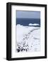 Chinstrap Penguins in Snow, Deception Island, Antarctica-Paul Souders-Framed Photographic Print