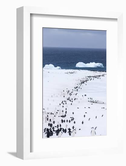 Chinstrap Penguins in Snow, Deception Island, Antarctica-Paul Souders-Framed Photographic Print