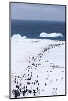 Chinstrap Penguins in Snow, Deception Island, Antarctica-Paul Souders-Mounted Photographic Print