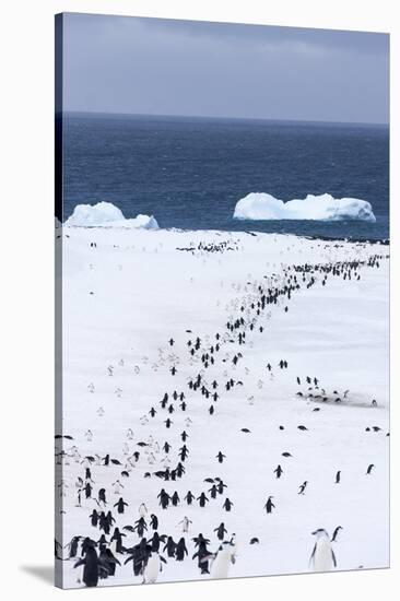 Chinstrap Penguins in Snow, Deception Island, Antarctica-Paul Souders-Stretched Canvas