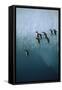 Chinstrap Penguins Jumping Off Blue Ice-null-Framed Stretched Canvas