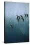 Chinstrap Penguins Jumping Off Blue Ice-null-Stretched Canvas