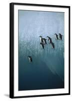 Chinstrap Penguins Jumping Off Blue Ice-null-Framed Photographic Print