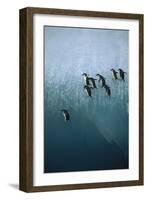 Chinstrap Penguins Jumping Off Blue Ice-null-Framed Photographic Print