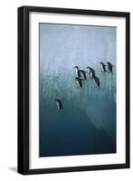 Chinstrap Penguins Jumping Off Blue Ice-null-Framed Photographic Print