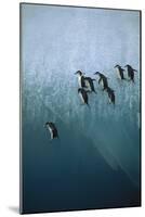 Chinstrap Penguins Jumping Off Blue Ice-null-Mounted Photographic Print