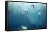 Chinstrap Penguins Jumping Off Blue Iceberg-null-Framed Stretched Canvas