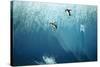 Chinstrap Penguins Jumping Off Blue Iceberg-null-Stretched Canvas