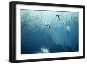 Chinstrap Penguins Jumping Off Blue Iceberg-null-Framed Photographic Print