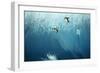 Chinstrap Penguins Jumping Off Blue Iceberg-null-Framed Photographic Print