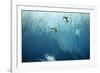 Chinstrap Penguins Jumping Off Blue Iceberg-null-Framed Photographic Print