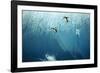 Chinstrap Penguins Jumping Off Blue Iceberg-null-Framed Photographic Print