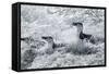 Chinstrap Penguins on Deception Island, Antarctica-Paul Souders-Framed Stretched Canvas