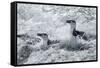 Chinstrap Penguins on Deception Island, Antarctica-Paul Souders-Framed Stretched Canvas