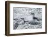 Chinstrap Penguins on Deception Island, Antarctica-Paul Souders-Framed Photographic Print