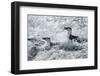 Chinstrap Penguins on Deception Island, Antarctica-Paul Souders-Framed Photographic Print