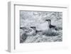 Chinstrap Penguins on Deception Island, Antarctica-Paul Souders-Framed Photographic Print