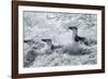 Chinstrap Penguins on Deception Island, Antarctica-Paul Souders-Framed Photographic Print