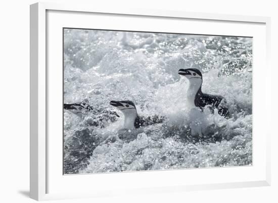 Chinstrap Penguins on Deception Island, Antarctica-Paul Souders-Framed Photographic Print