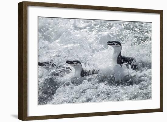 Chinstrap Penguins on Deception Island, Antarctica-Paul Souders-Framed Photographic Print