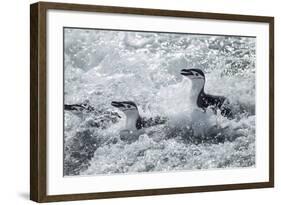 Chinstrap Penguins on Deception Island, Antarctica-Paul Souders-Framed Photographic Print