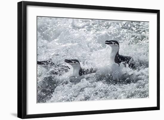 Chinstrap Penguins on Deception Island, Antarctica-Paul Souders-Framed Photographic Print