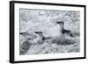 Chinstrap Penguins on Deception Island, Antarctica-Paul Souders-Framed Photographic Print