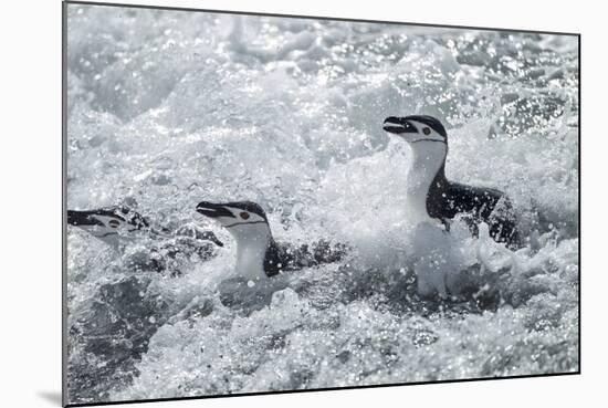Chinstrap Penguins on Deception Island, Antarctica-Paul Souders-Mounted Photographic Print