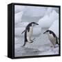 Chinstrap Penguins on ice, South Orkney Islands, Antarctica-Keren Su-Framed Stretched Canvas