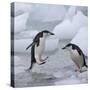 Chinstrap Penguins on ice, South Orkney Islands, Antarctica-Keren Su-Stretched Canvas