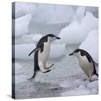 Chinstrap Penguins on ice, South Orkney Islands, Antarctica-Keren Su-Stretched Canvas