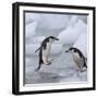 Chinstrap Penguins on ice, South Orkney Islands, Antarctica-Keren Su-Framed Photographic Print