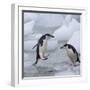 Chinstrap Penguins on ice, South Orkney Islands, Antarctica-Keren Su-Framed Photographic Print