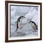 Chinstrap Penguins on ice, South Orkney Islands, Antarctica-Keren Su-Framed Photographic Print