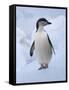 Chinstrap Penguins on ice, South Orkney Islands, Antarctica-Keren Su-Framed Stretched Canvas